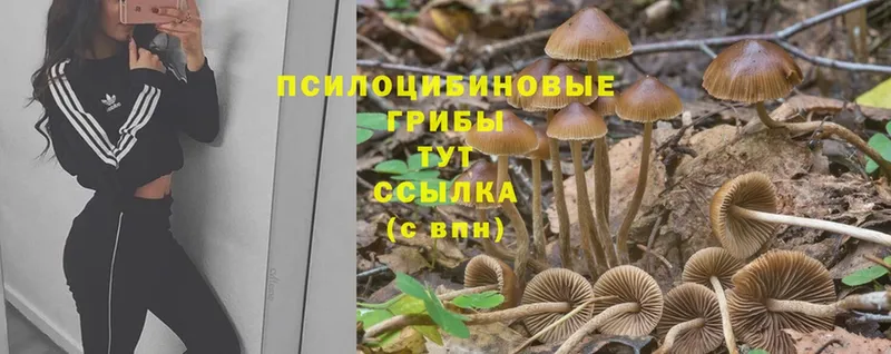 Псилоцибиновые грибы Psilocybe  Белоусово 